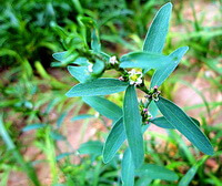 a plant of Polygonum aviculare L with small flowers grow in field