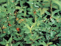 flowering plants of Polygonum aviculare L with red flowers grow in a cluster