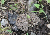 mushrooms of Polyporus umbellatus Pers Fr. grow in field