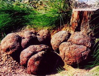 several poria mushrooms are around a pine trunk