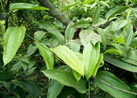 growing plants of Poria cocos Schw Wolf. with green leaves