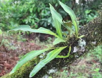 plants of Pyrrosia gralla Gies.Ching. with long leaves grow on slope