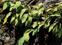 plants of Pyrrosia gralla Gies.Ching with many green leaves grow in sunny field.