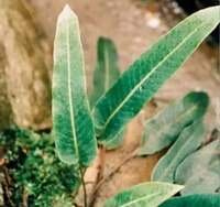 leaves of Pyrrosia sheareri Bak.Ching.