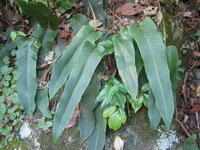 plant of Pyrrosia sheareri Bak.Ching with many green leaves grow in field