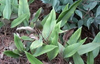 plants of Pyrrosia sheareri Bak.Ching with green leaves grow in field
