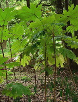 plants of Tetrapanax papyriferus Hook.K.Koch. grow in a forest