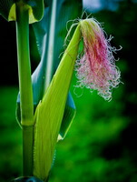 plant of Zea mays L grow with corn and stigma