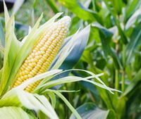 plants of Zea mays L with corn cob growing on stem