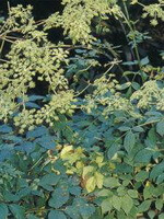 flowering plant of Angelica pubescens Maxim. f. biserrata Shan et Yuan. with small yellowish flowers and many green leaves
