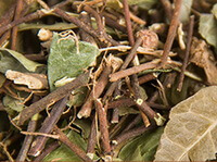 Chinese Starjasmine Stem