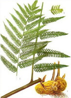 a colorful drawing of Cibotum barometz L.J.Sm.,yellowish rhizome,green stem and leaves
