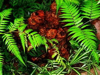 plants of Cibotum barometz L.J.Sm with green thin leaves grow in woods