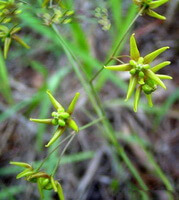 flowering plant of Cynanchum paniculatum Bge.Kitag with many greenish yellow flowers