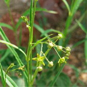 a flowering plant of Cynanchum paniculatum Bge.Kitag. with many small flowers