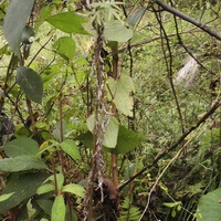 growing plants of Dioscorea nipponica Makino subsp.rosthornii Prain et Burkill C.T.Ting.