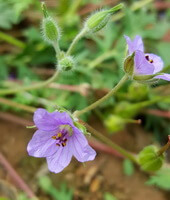 flowering plants of Erodium stephanianum Willd. grow in field with lilac small flowers