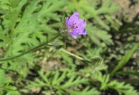 flowering plant of Erodium stephanianum Willd. with a small lilac flower
