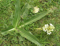 flowering plant of Gentiana crassicaulis Duthie ex Burk. grow in grass