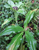 plants of Gentiana crassicaulis Duthie ex Burk. grow in field with small flowers