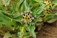 plants of Gentiana crassicaulis Duthie ex Burk. with green leaves and small pied flowers