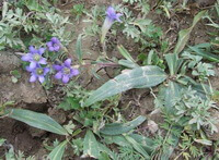 flowering plants of Gentiana dahurica Fisch grow in fields with small purple flowers