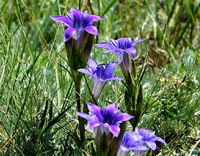 flowering plants of Gentiana dahurica Fisch. grow in grass with several purplish flowers