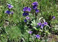 plants of Gentiana dahurica Fisch grow in a cluster with several purple flowers