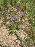 plants of Gentiana macrophylla Pall grow in field with several small blue flowers