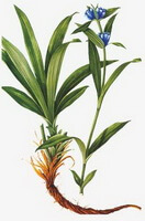 a colorful drawing of Gentiana macrophylla Pall.,root,stem and leaves,blue flowers