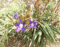 plants of Gentiana macrophylla Pall with purple flowers grow in a cluster