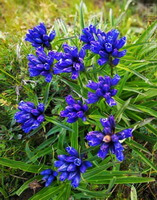 flowering plant of Gentiana macrophylla Pall with many blue flowers.