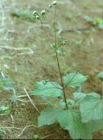 a flowering plant of Gentiana straminea Maxim. with small flowers