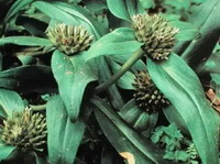 plants of Gentiana straminea Maxim. with small flowers and green leaves