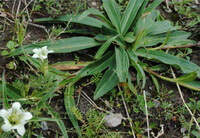 plants of Gentiana straminea Maxim with two small white flowers