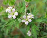 a flowering plant of Geranium carolinianum L with many whitish flowers