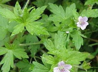 flowering plants of Geranium sibiricum L with many green leaves and two small flowers