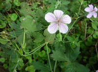 flowering plant of Geranium sibiricum L with two small flowers.