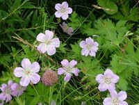 flowering plants of Geranium wilfordii Maxim grow in field with many small pink flowers