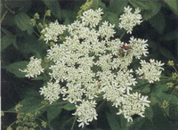 flowering plant of Heracleum hemsleyanum Diels with many small whitish flowers