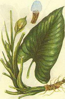 a colorful drawing of Homalomena occulta Lour.Schott,stem and rhizome,stems and leaves,flowers