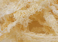 dried herb pieces and slices of Luffa Vegetable Sponge