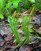 several flowering plant of Lycopodium japonicum Thunb grow in field with small yellow flowers