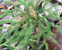 plant of Lycopodium japonicum Thunb grow in field