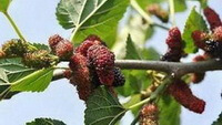 fruiting tree of Morus alba L with red purple mature mulberry fruits