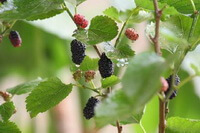 fruiting tree of Morus alba L with several mature mulberry fruits
