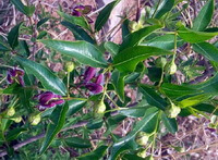 flowering tree of Periploca sepium Bunge.,with green fruit berries and purple flowers