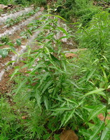 small trees of Periploca sepium Bunge. grow in field