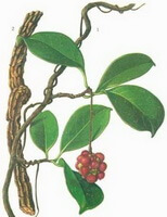 a colorful drawing of Piper kadsura Choisy Ohwi.,drawing of plant,stem,leaves and red berries