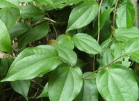 plants of Piper kadsura Choisy Ohwi with many green leaves